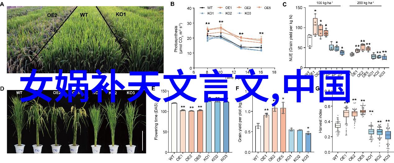 橘梨纱star 424种子揭秘这颗星辰之中隐藏的果实