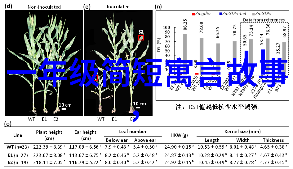 小龙的魔法羽毛