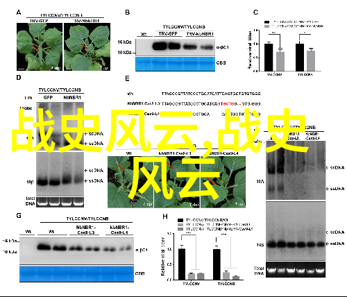 一夫多妻-慾望与共享探索一夫多妻文化中的醋意