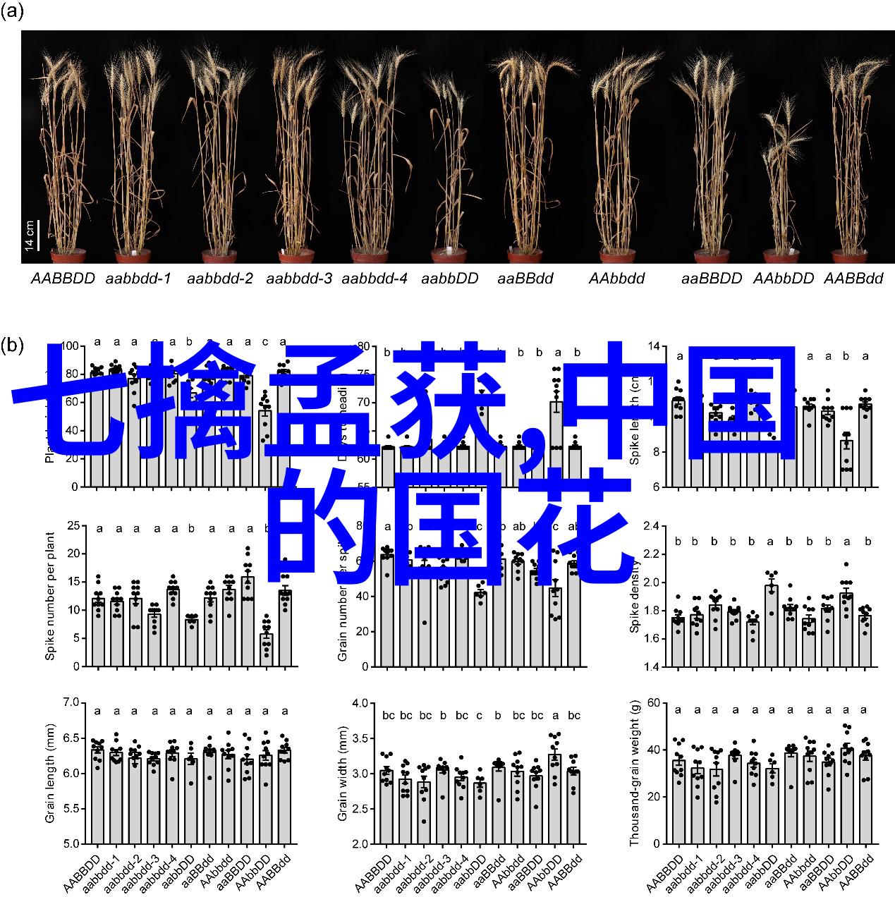 鹿影马思遥远山村的智者