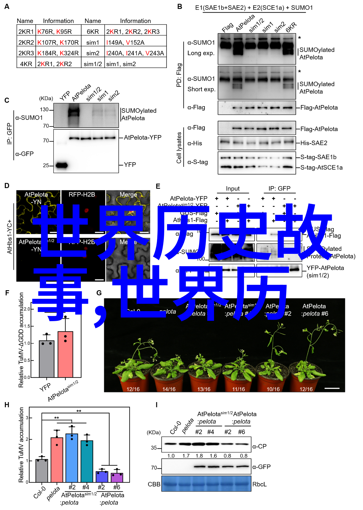 探索历史的足迹李白唐代诗人的光辉篇章