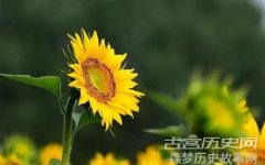 俄罗斯的国花介绍